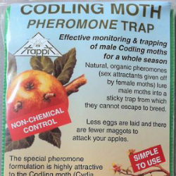 Codlin Moth Front-214-915-592 Codlin Moth Front-214-915-592